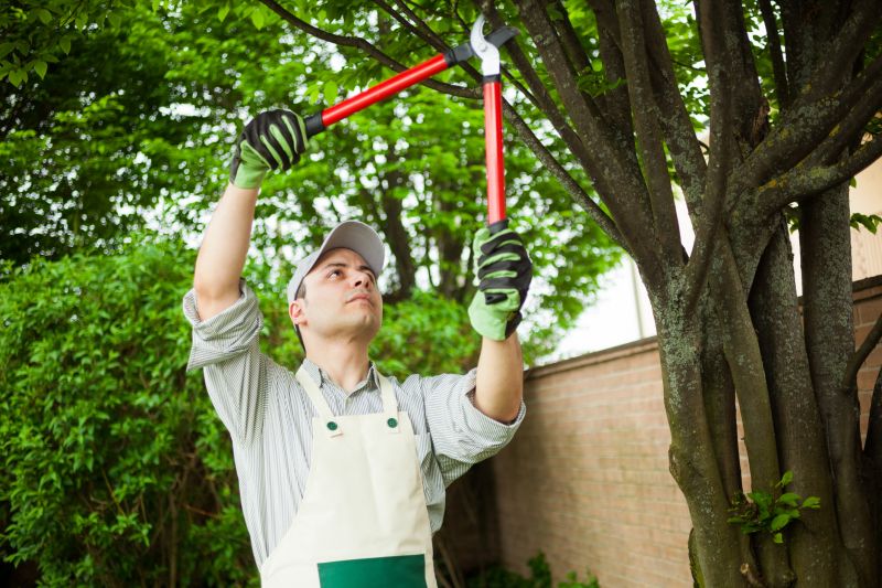 Local Holly Tree Removal pros at work