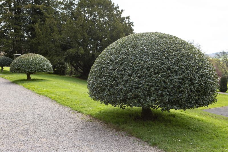 Holly Tree Removal