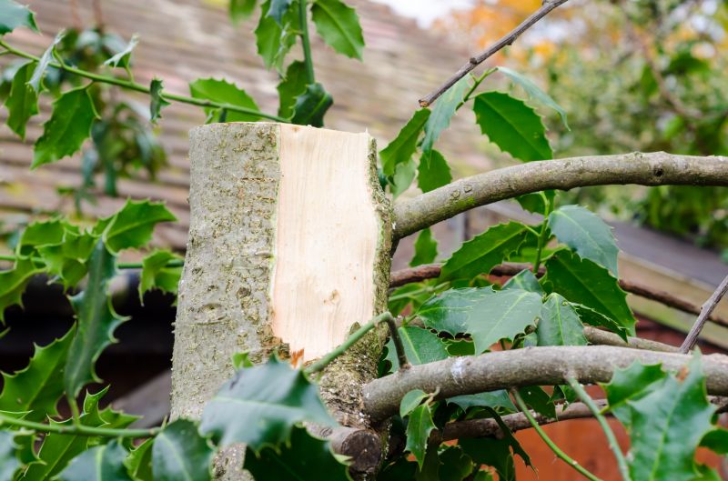 Holly Tree Removal
