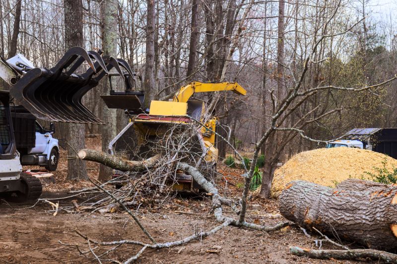 Holly Tree Removal Equipment
