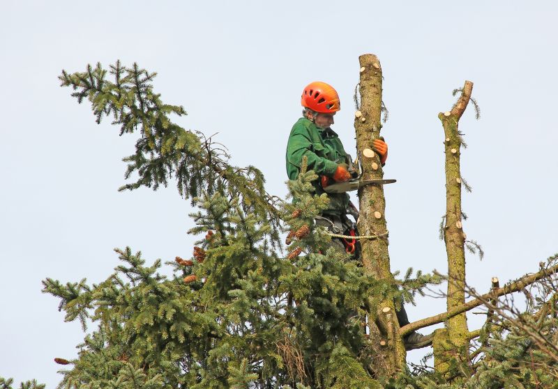 Professional Arborists at Work